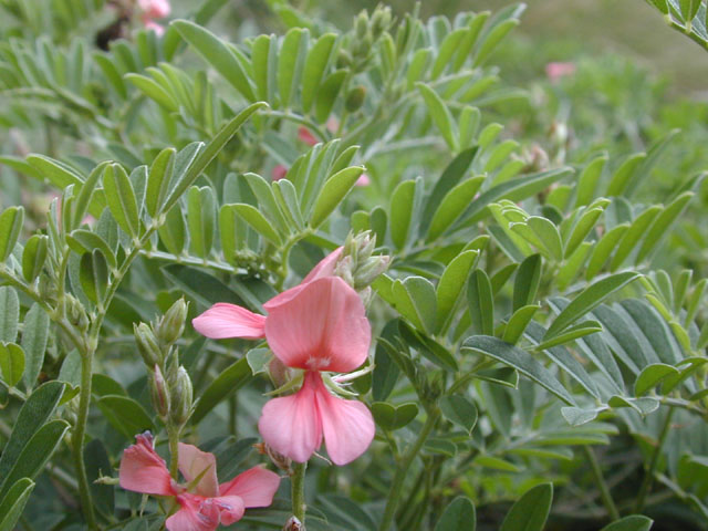 Indigofera miniata (Scarlet pea) #14450