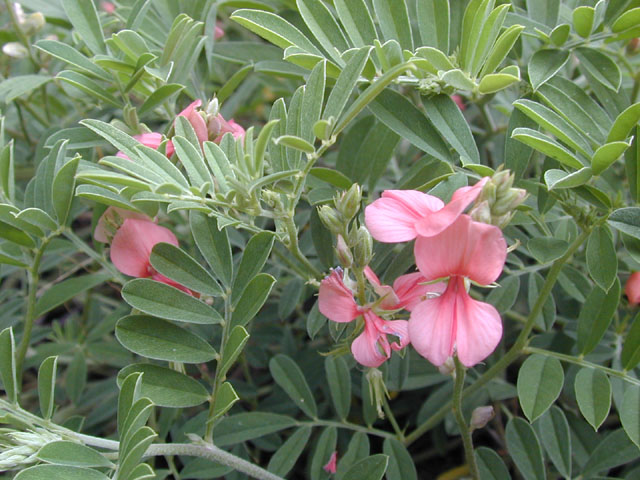 Indigofera miniata (Scarlet pea) #14451