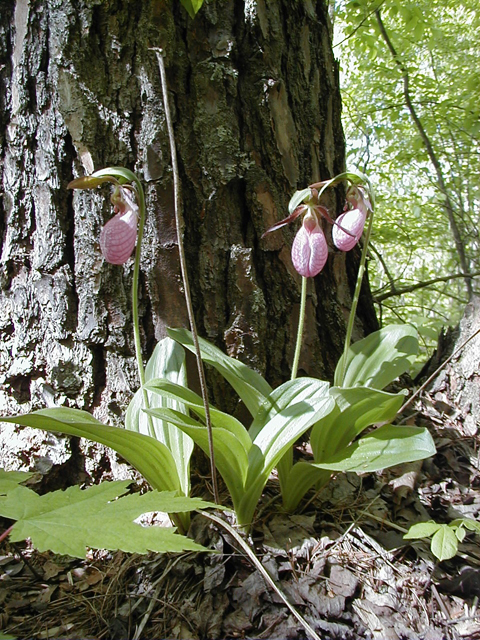 Cypripedium acaule (Moccasin flower) #28313