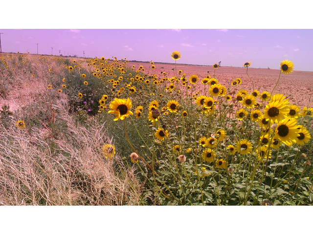 Helianthus annuus (Common sunflower) #31322