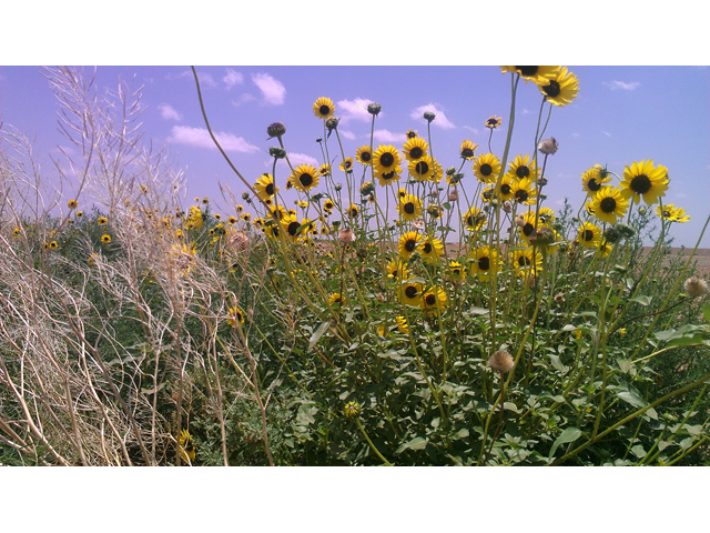 Helianthus annuus (Common sunflower) #31323