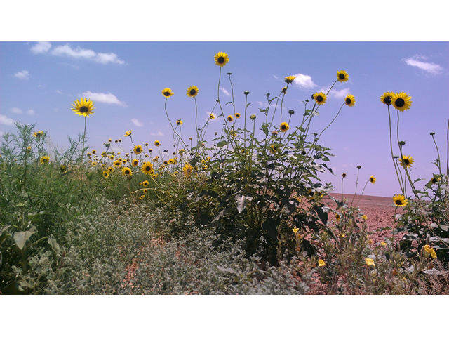 Helianthus annuus (Common sunflower) #31324