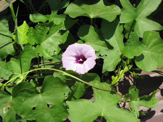 Ipomoea cordatotriloba var. cordatotriloba (Tievine) #33199