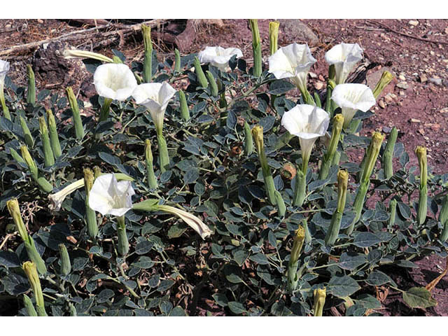 Datura wrightii (Jimsonweed) #73559