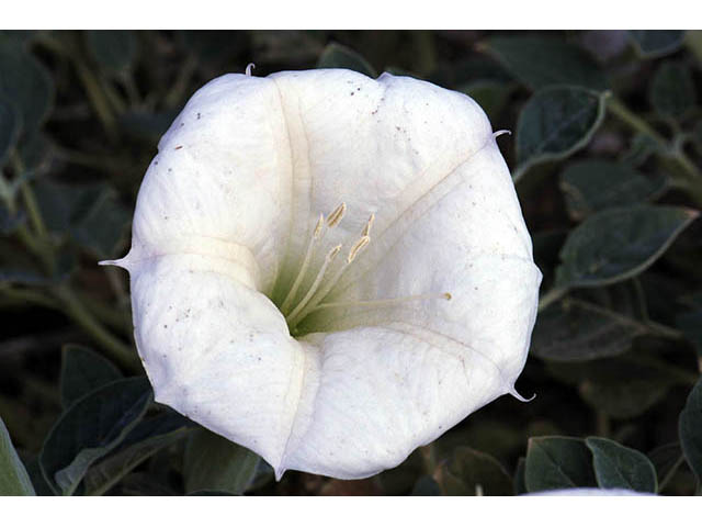 Datura wrightii (Jimsonweed) #73560