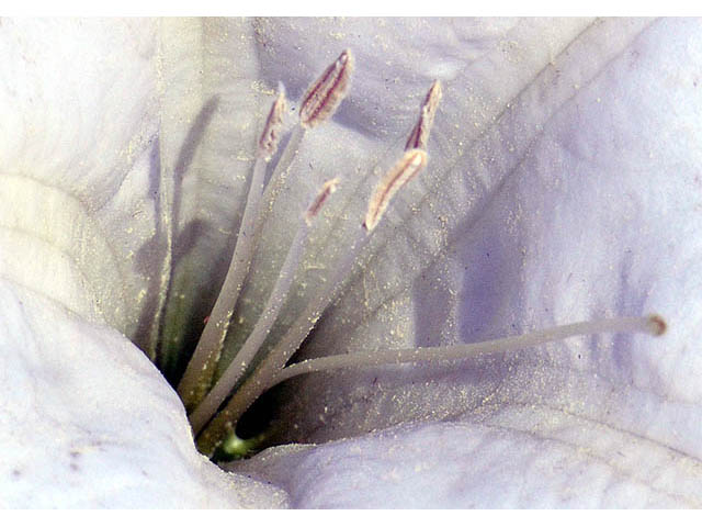 Datura wrightii (Jimsonweed) #73561