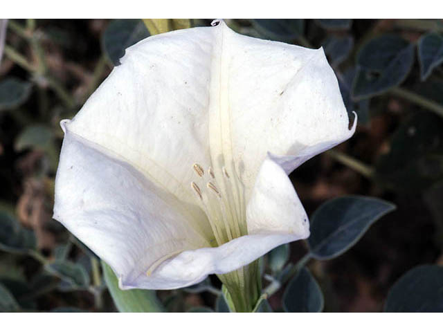 Datura wrightii (Jimsonweed) #73562