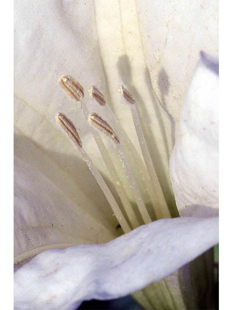 Datura wrightii (Jimsonweed) #73563