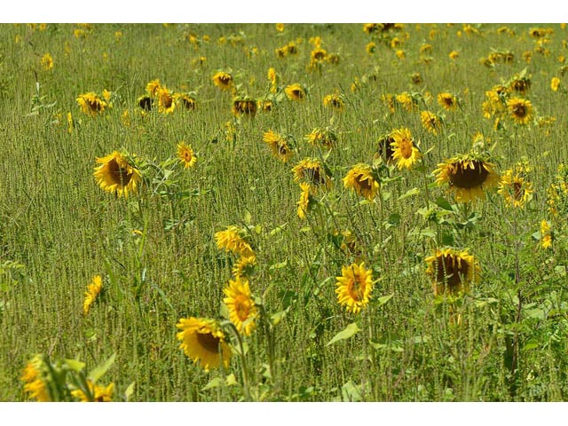 Helianthus annuus (Common sunflower) #62326