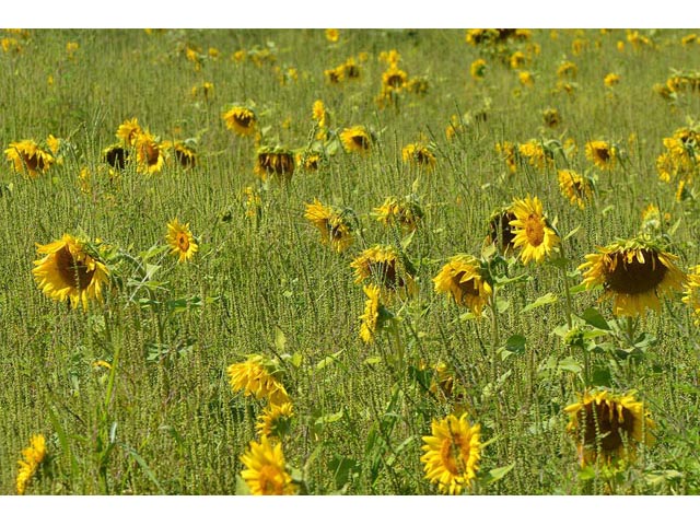 Helianthus annuus (Common sunflower) #62327