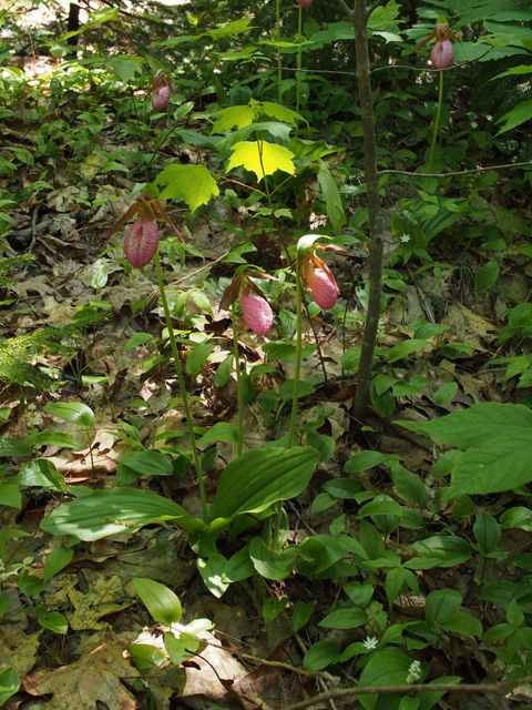 Cypripedium acaule (Moccasin flower) #58884