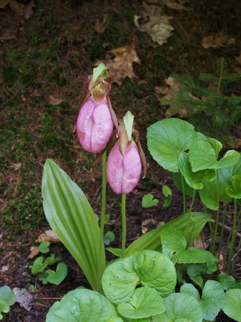 Cypripedium acaule (Moccasin flower) #58885