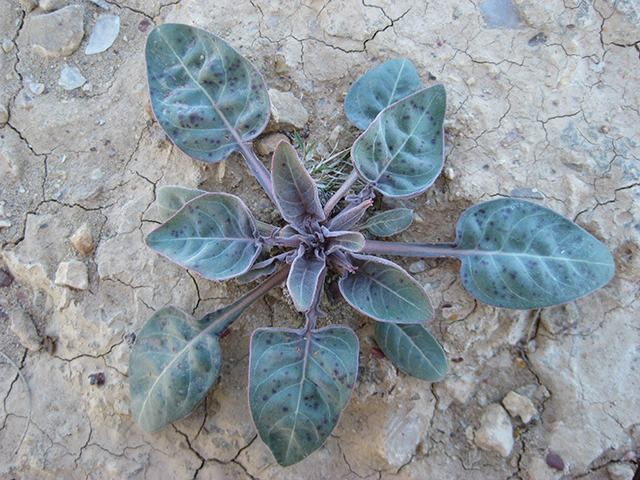 Datura wrightii (Jimsonweed) #76338