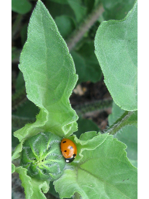 Helianthus annuus (Common sunflower) #31175