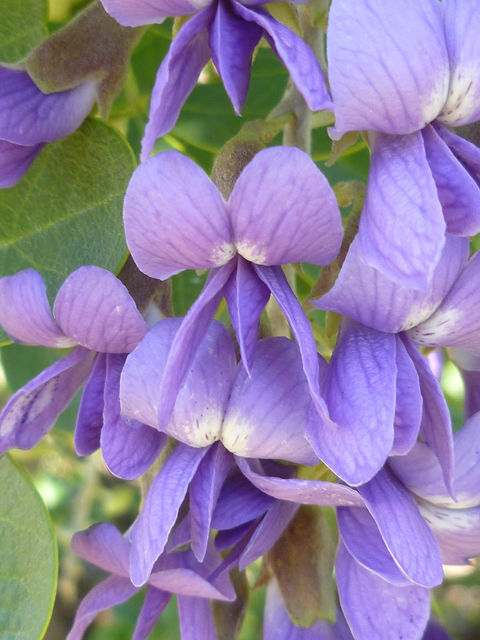 Sophora secundiflora (Texas mountain laurel) #31098