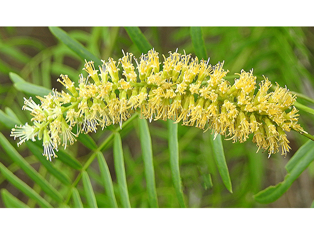 Prosopis glandulosa (Honey mesquite) #87711