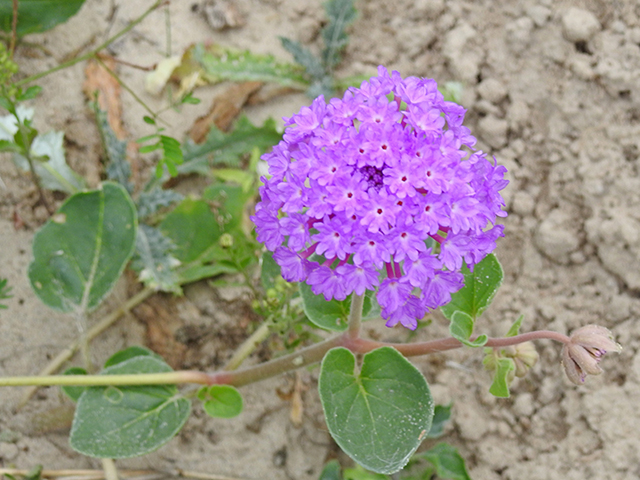 Abronia ameliae (Amelia's sand-verbena) #87728