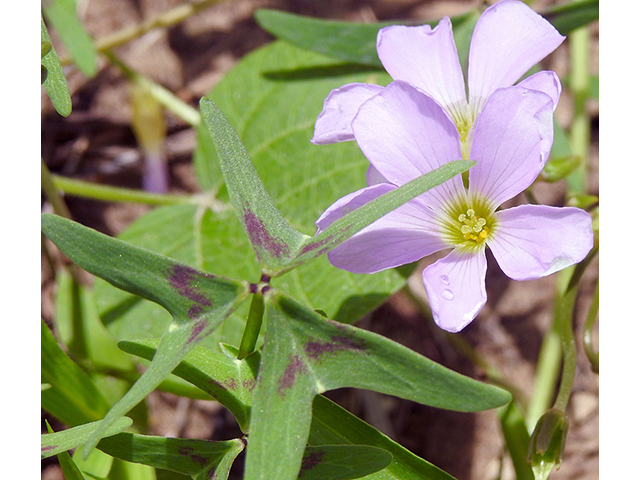 Oxalis drummondii (Drummond's wood-sorrel) #87730