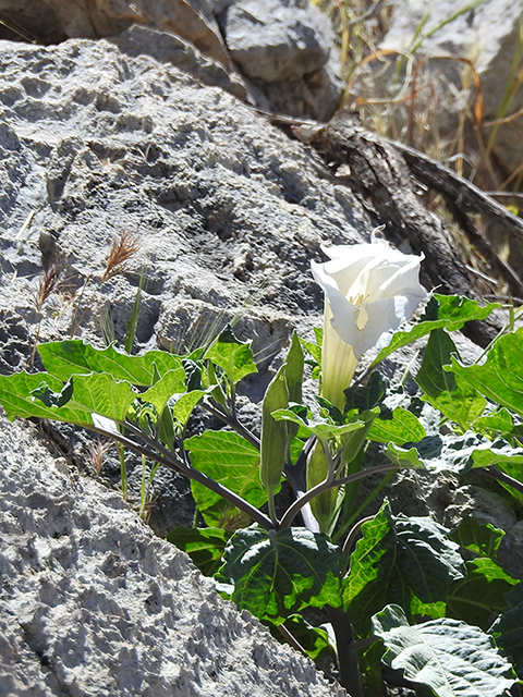 Datura wrightii (Jimsonweed) #88084