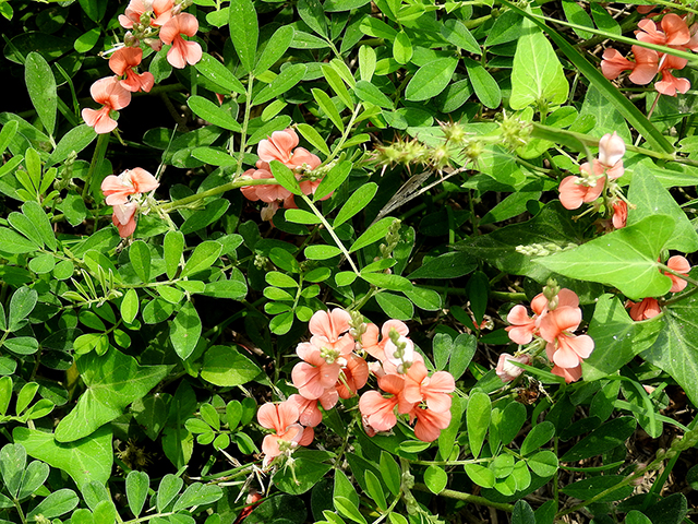 Indigofera miniata (Scarlet pea) #88290