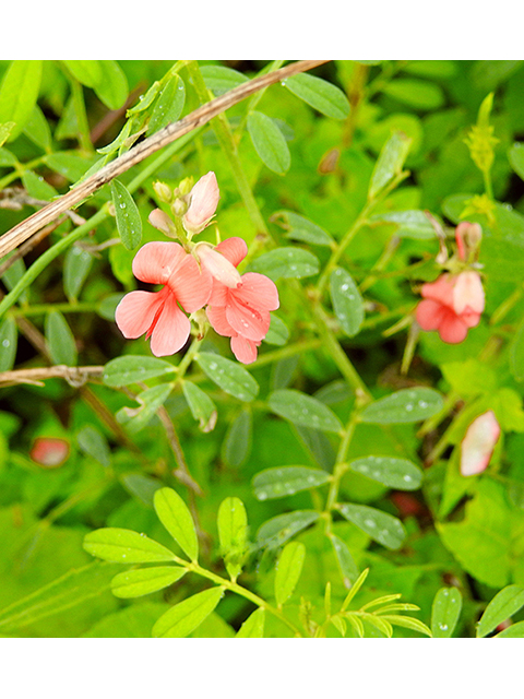 Indigofera miniata (Scarlet pea) #88291