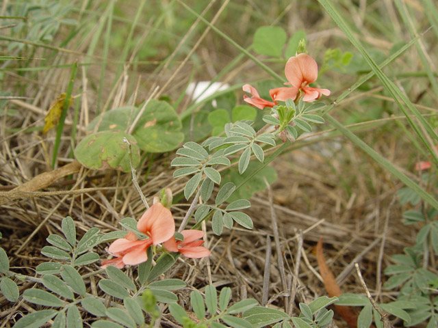 Indigofera miniata (Scarlet pea) #14748