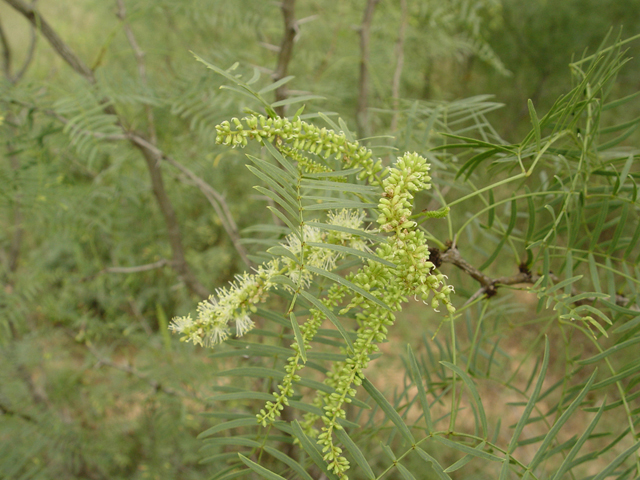 Prosopis glandulosa (Honey mesquite) #14759