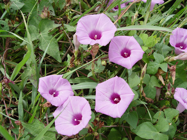 Ipomoea cordatotriloba var. cordatotriloba (Tievine) #14788