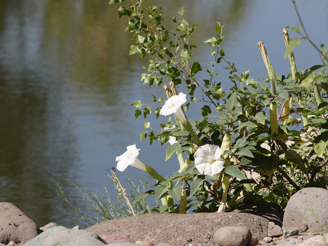 Datura wrightii (Jimsonweed) #28542