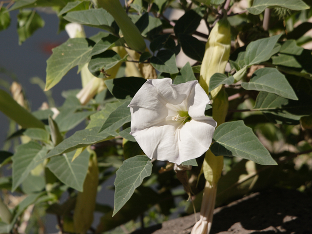 Datura wrightii (Jimsonweed) #28543