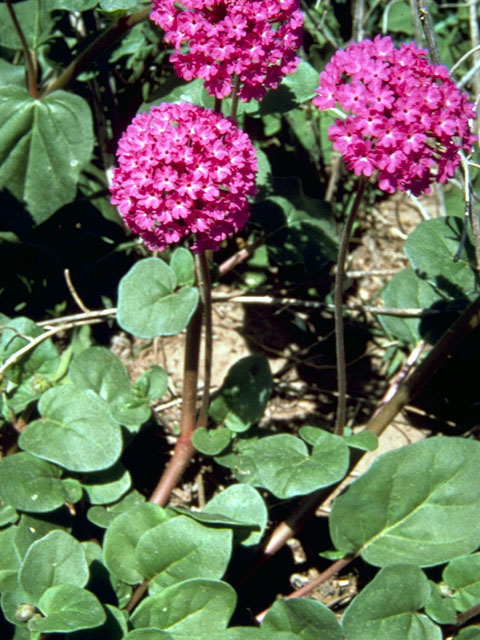 Abronia ameliae (Amelia's sand-verbena) #331