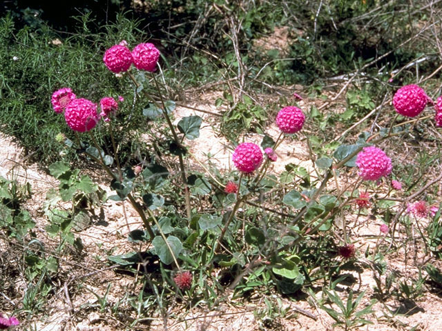 Abronia ameliae (Amelia's sand-verbena) #332