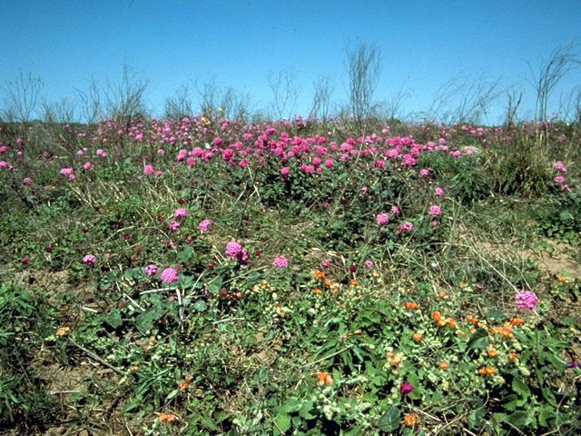 Abronia ameliae (Amelia's sand-verbena) #333