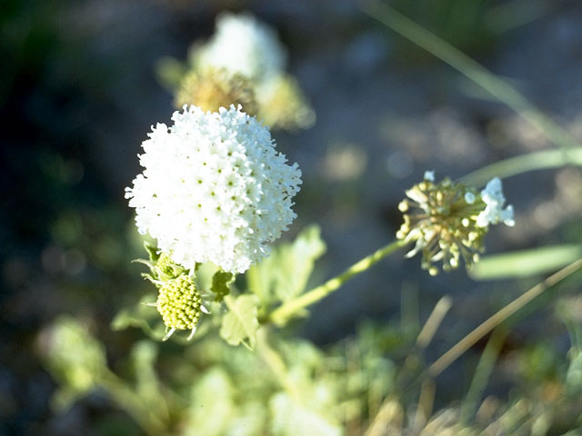 Abronia fragrans (Fragrant sand-verbena) #336