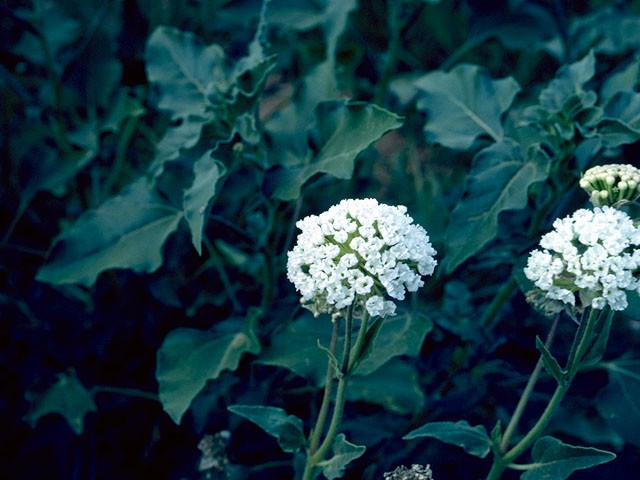 Abronia fragrans (Fragrant sand-verbena) #337