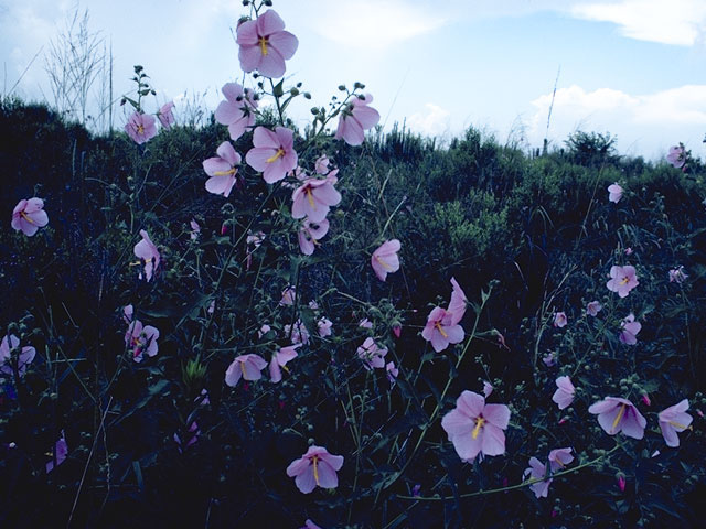 Kosteletzkya virginica (Virginia saltmarsh mallow) #845