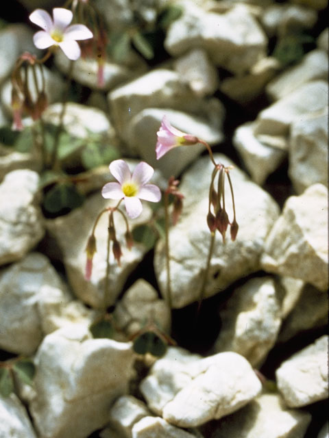 Oxalis drummondii (Drummond's wood-sorrel) #1153