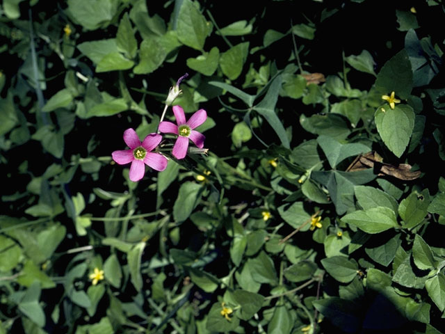 Oxalis drummondii (Drummond's wood-sorrel) #1154