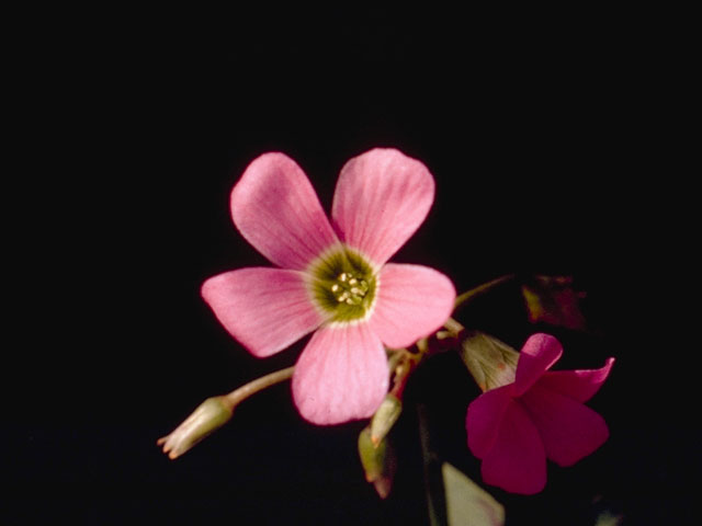 Oxalis drummondii (Drummond's wood-sorrel) #1155