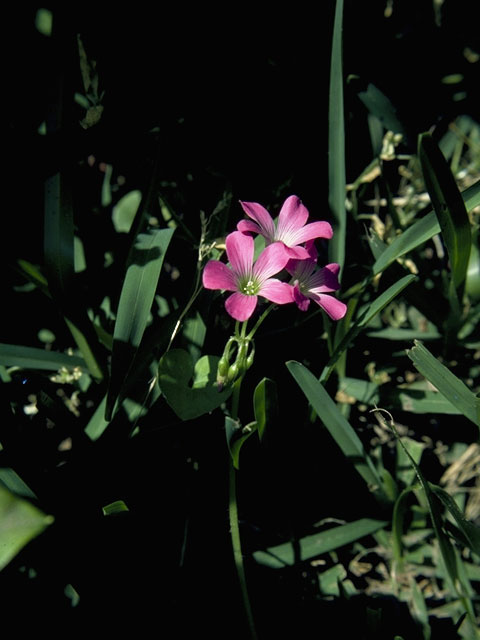 Oxalis drummondii (Drummond's wood-sorrel) #1156