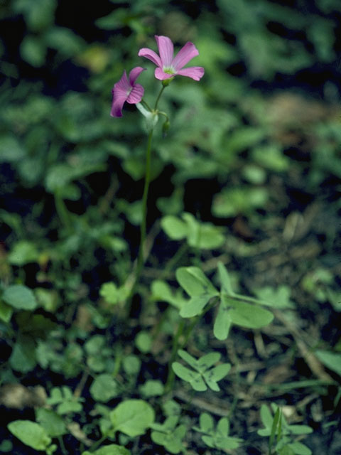 Oxalis drummondii (Drummond's wood-sorrel) #1162