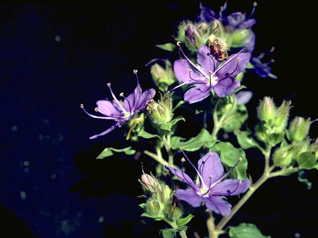 Hydrolea ovata (Blue waterleaf) #1915