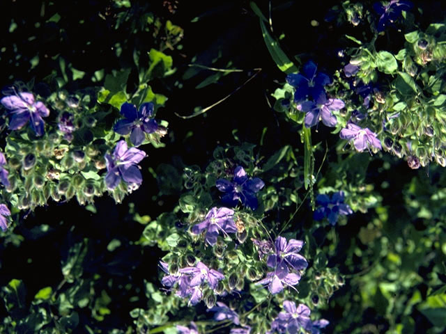 Hydrolea ovata (Blue waterleaf) #1916