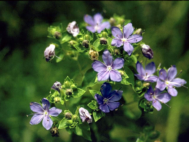 Hydrolea ovata (Blue waterleaf) #1917