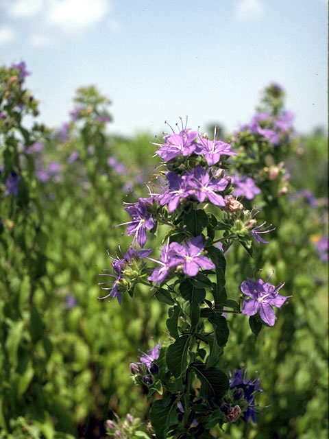 Hydrolea ovata (Blue waterleaf) #1918