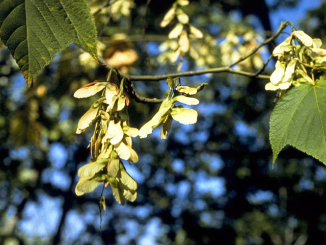 Acer pensylvanicum (Striped maple) #2365