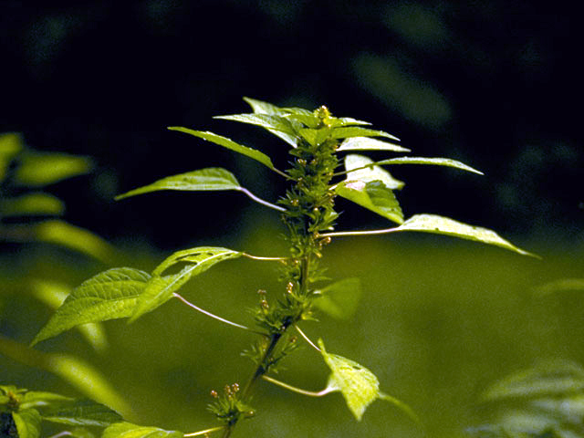 Acalypha virginica (Virginia threeseed mercury) #3328