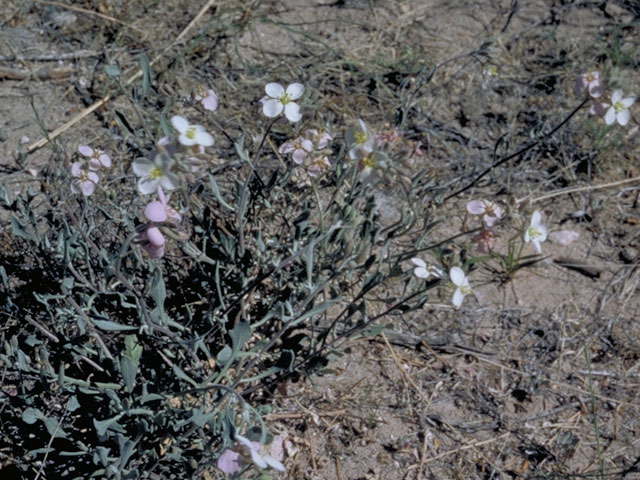 Nerisyrenia camporum (Bicolor fanmustard) #3651