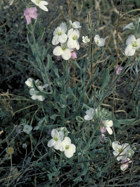 Nerisyrenia camporum (Bicolor fanmustard) #3666