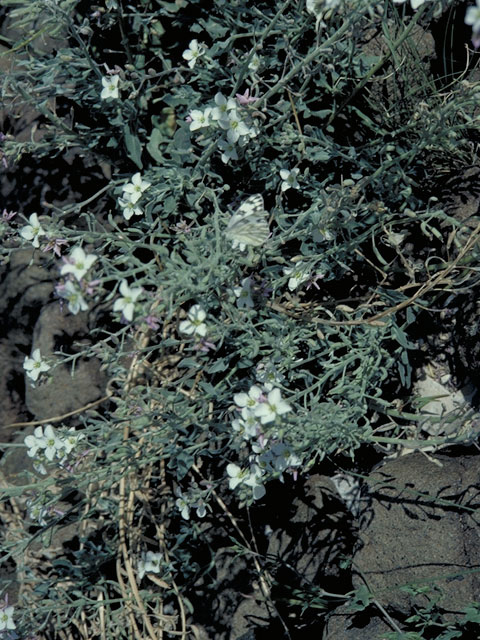 Nerisyrenia camporum (Bicolor fanmustard) #3667